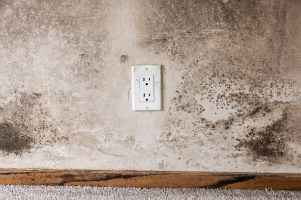 Environmental Consulting for Mold Prevention in Fort Mckinley, OH