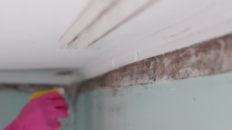 Best Comprehensive Air Testing for Mold Contaminants  in Fort Mckinley, OH